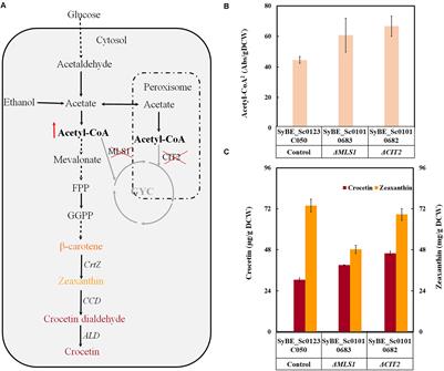 Crocetin Overproduction in Engineered Saccharomyces cerevisiae via Tuning Key Enzymes Coupled With Precursor Engineering